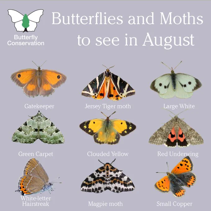 Butterfly Conservation's Butterflies and Moths to see in August: Gatekeeper, Jersey Tiger moth, Large White, Green Carpet, Clouded Yellow, Red Underwing, White-letter Hairstreak, Magpie moth, Small Copper