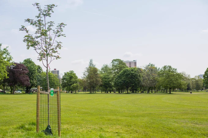 A sponsored celebration tree in Victoria Park, Tower Hamlets