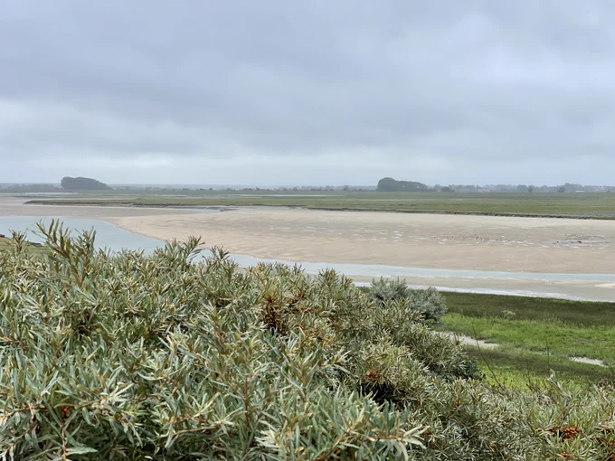 Foto van natuurgebied, met groen en op de achtergrond zandstrand.