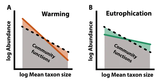 The hypothesis illustrating how the relationship between mean taxon size and abundance affects community functions under warming and eutrophication scenarios (community functions are calculated as the sum of all individual taxa performances). (A) Climate warming is expected to increase the abundance of small taxa and decrease the abundance of large ones, as indicated by a steeper slope compared with baseline conditions (dash line). (B) Eutrophication would increase large taxa and decrease small ones, as indicated by a flatter slope compared with baseline conditions (dash line). The different responses emerging across taxa will create a compensatory effect on community functions, as indicated by the total shaded area.