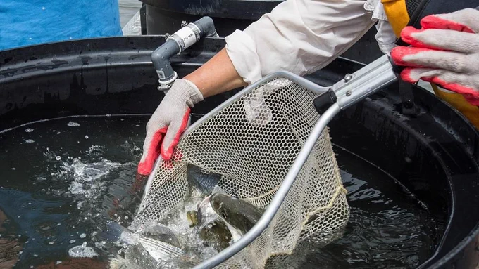 A scientist releasing fish from a net.