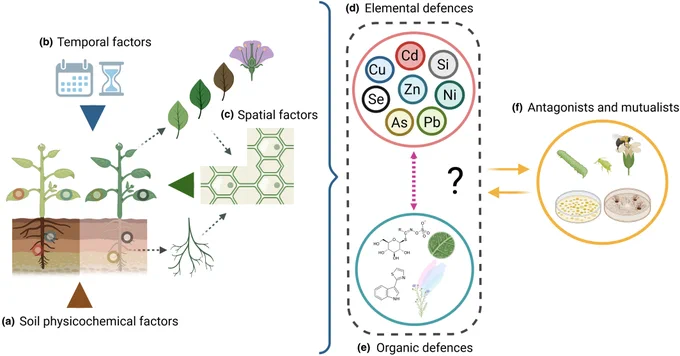 Novel concept on incorporating the intraspecific and intraindividual chemodiversity aspects in the elemental defence hypothesis of a hyperaccumulator plant.