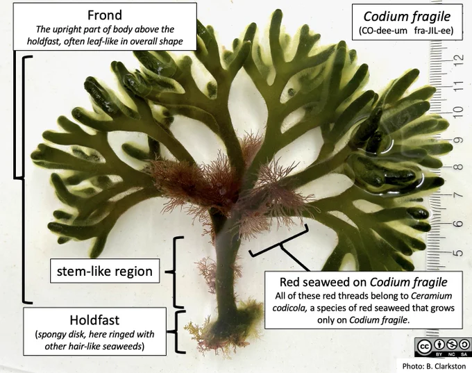 A mature Codium fragile (CO-dee-um  fra-JIL-ee) with labelled parts. Holdfast: (spongy disk, here ringed with other hair-like seaweeds); Stem-like region; Frond: The upright part of body above the holdfast, often leaf-like in overall shape. This specimen of Codium is also home to a filamentous red seaweed, Ceramium codicola, that resembles long thin red threads emerging from the Codium body. Ceramium codicola grows only on Codium fragile.  