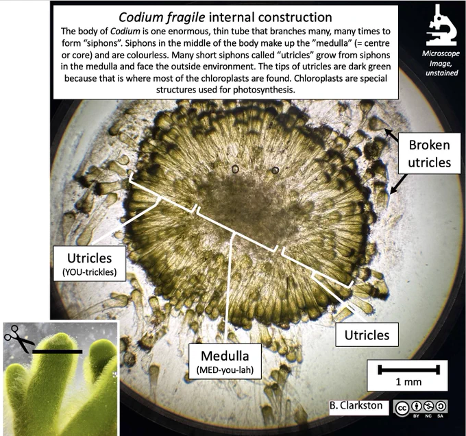A cross-section of Codium fragile showing the body’s internal construction. A “cross-section” cut reveals the different tissue layers — think of slicing a sandwich and seeing the bread, tomato, lettuce, etc. The insert photo and cartoon scissors shows where the cross-section cut was made. The body of Codium is one enormous, thin tube that branches many, many times to form “siphons”. Siphons in the middle of the body make up the “medulla” (= centre or core) and are colourless. Many short siphons called “utricles” grow from siphons in the medulla and face the outside environment. The tips of utricles are dark green because that is where most of the chloroplasts are found. Chloroplasts are special structures used for photosynthesis. The labelled parts are: Utricles (YOU-trickles), Medulla (MED-you-lah), Broken utricles. The image has been taken with a microscope and the colours are natural. Scale bar = 1mm. 