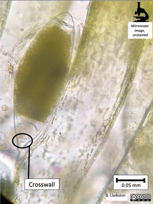 A close-up at higher magnification of a Codium fragile gametangium. The gametangium is very densely-coloured, a sign that it is mature and will soon release gametes into the water. The thick crosswall separating the internal contents of the gametangium from the rest of the body is clearly visible. The labelled parts are: crosswall. The image has been taken with a microscope and the colours are natural. Scale bar = 0.05mm.