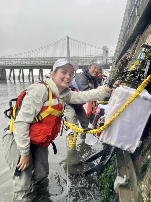 Two SERC researchers (Corryn and Andy) monitor the Seawall at the Ag Building (Embarcadero). They’re standing on metal frames attached to the Seawall and smiling at the camera wearing field gear and PFDs. They’re also holding a large camera frame and other monitoring equipment.