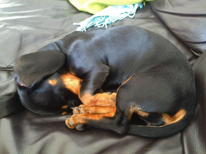 cachorro salsicha preto e marrom dormindo de ladinho todo encolhidinho sobre uma superfície de couro preto