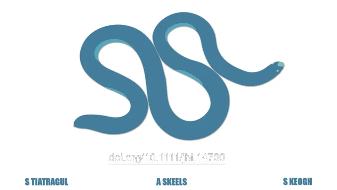 cartoon image of blindsnake with link: doi.org/10.1111/jbi.14700