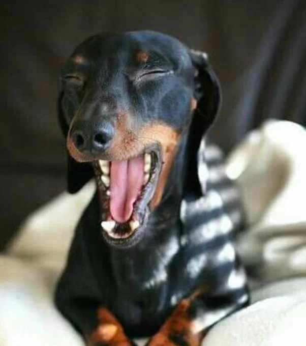 cachorro salsicha preto e marrom deitado pegando um solzinho de frente pra foto e dando um bocejo enorme