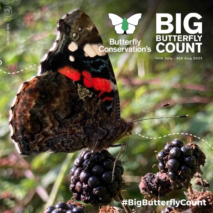 A photograph of a Red Admiral butterfly enjoying some berries. Image taken by the Welsh naturalist Iolo Williams