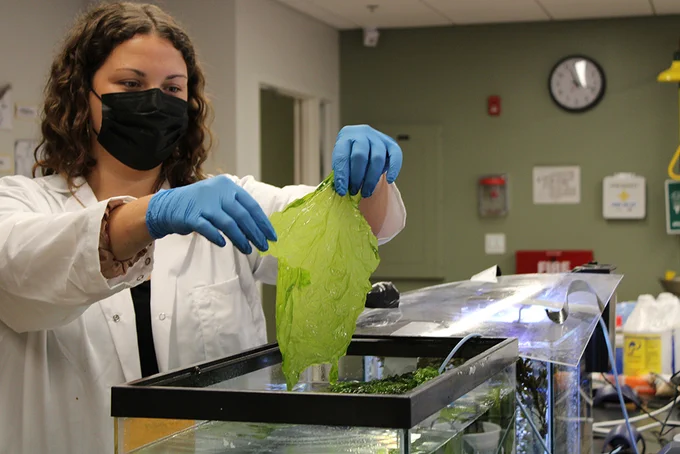 Michelle Beck holds a sheet of Ulva lactuca, the test algae used in the recent publication on biofilm. Beck's advisor, Dr. Lindsay Green-Gavrielidis, is a co-author on the paper and faculty at Salve Regina University