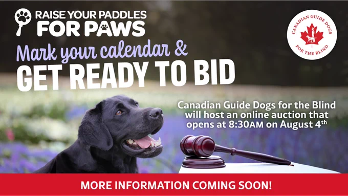 a black lab is sitting in front of a lavender field with a gavel on a white table in front