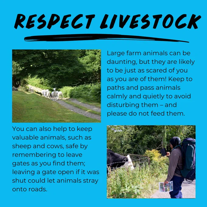 Large farm animals can be daunting, but they are likely to be just as scared of you as you are of them! Keep to paths and pass animals calmly and quietly to avoid disturbing them – and please do not feed them. You can also help to keep valuable animals, such as sheep and cows, safe by remembering to leave gates as you find them; leaving a gate open if it was shut could let animals stray onto roads.