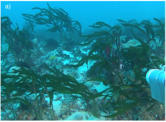 Still image captured from BRUV deployments off the South-west Corner Marine Park showing deep-water seagrass T. pachyrhizum growing in 60 m depth