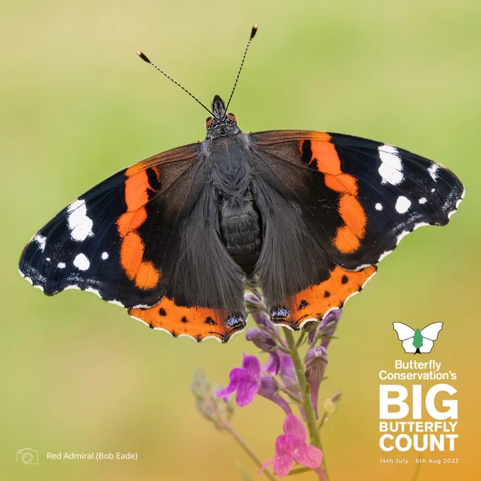 Red Admiral Butterfly resting on a pink flowering plant with wings open. Photo credit Bob Eade. Butterfly Conservation's Big BUtterfly Count logo
