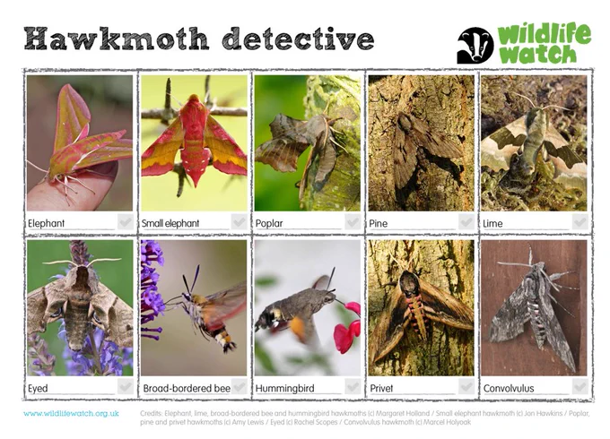 Hawkmoth spotter sheet