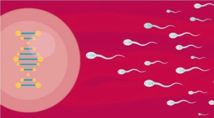 An illustration of an ovum with a nucleus and a dna strand inside it on a red and pink background and numerous sperm swimming towards the ovum.