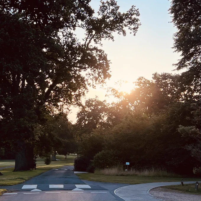 Sunrise over trees at Wokefield Park