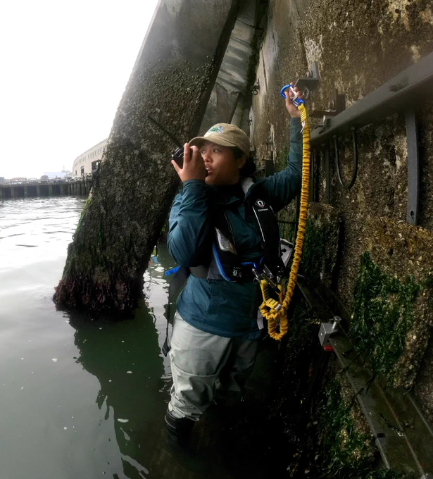 SERC researcher Jessika is standing on a frame at Pier 45 for the Living Seawall Project in SFBay. She’s holding onto the frame while radioing to the boat team to come and pick her up and take her to another frame nearby.