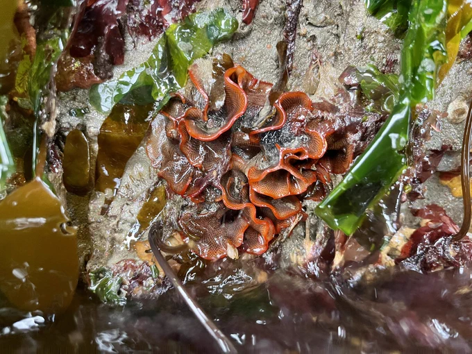 A large colony of Watersipora is on the face of a large complex experimental tile for the SF Living Seawall Project. The colony is surrounded by other algae and marine invertebrates.