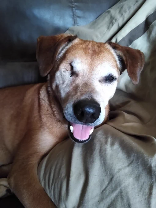 A brown happy old gent gent of a dog with one eye who we rescued and adopted a year ago today.
