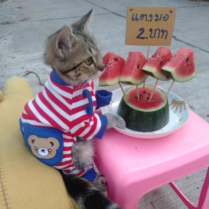 Bong Bong, a small brown striped kitten, is wearing red striped pyjamas with a teddy bear on them. She is selling melon on sticks.