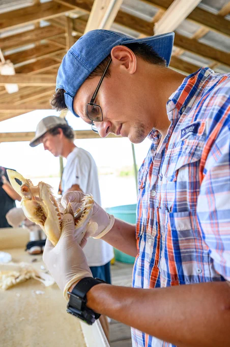 a person wearing gloves works on dissecting a small shark jaw in an open-air pole barn lab on a beach