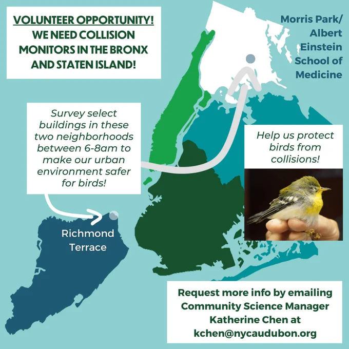 a blue and green colored, flat graphic depicting a map of New York City and its five boroughs, with each borough a different color. White and gray arrows point to specific points on the map in Staten Island and The Bronx. There is an inset picture of a small yellow and gray songbird being held in the fingertips of a person on the right side of the graphic. The following words appear, from top to bottom: “VOLUNTEER OPPORTUNITY! WE NEED COLLISION MONITORS IN THE BRONX AND STATEN ISLAND!”, “Morris Park/ Albert Einstein School of Medicine”, “Survey select buildings in these two neighborhoods between 6-8am to make our urban environment safer for birds!”, “Help us protect birds from collisions!”, “Richmond Terrace”, “Request more info by emailing Community Science Manager Katherine Chen at kchen@nycaudubon.org”.