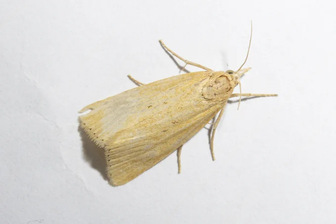 Rice borer moth (Chilo suppressalis)