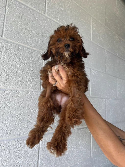 a dark brown pup with curly fur is held up like a royal cub in The Lion King. her legs hang straight down, an almost indecipherable pile of fluffy limbs, save two shaved spots on her arms. there’s a tiny triangle of light fur on her chin.