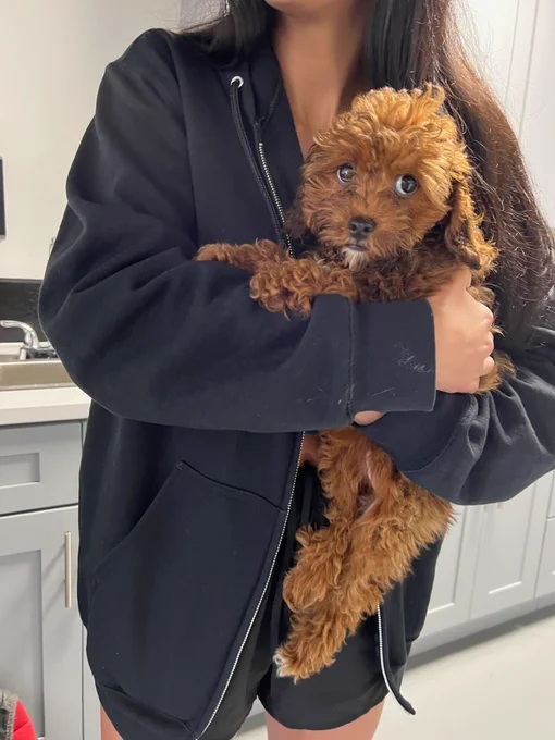 our tiny curly-haired pup is being held by a person in an oversized black hoodie. hattie has her front paws on the person’s arm and a pleading look in her eyes that says she would like to stay here forever, thank you very much.