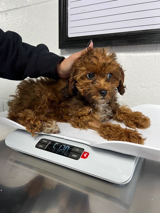 hattie nervously lays down on a white scale that says she weighs in at a whopping five pounds. someone’s gently resting their hand on the back of her head to soothe her, so that may be some of it.