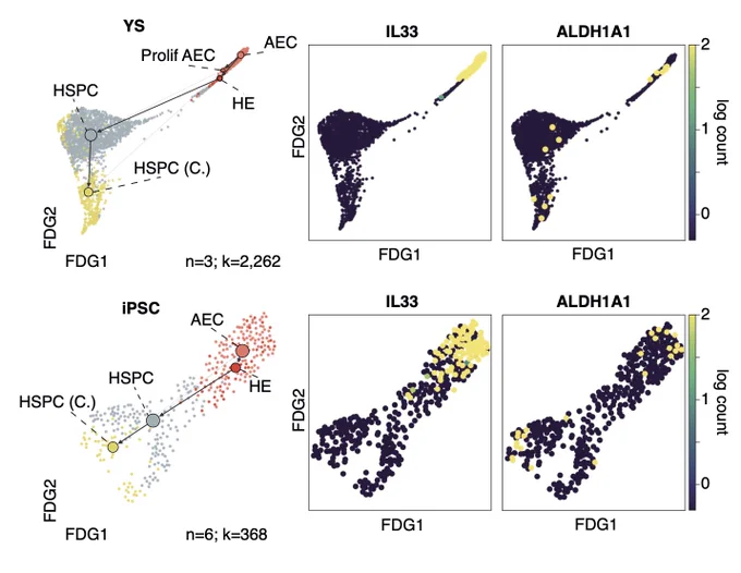  Graphs showing the inferred emergence of the first blood and immune stem cells from specialised endothelium in the human yolk sac, paralleled in a model iPSC system developed by @ClaraAlsinet et al.

