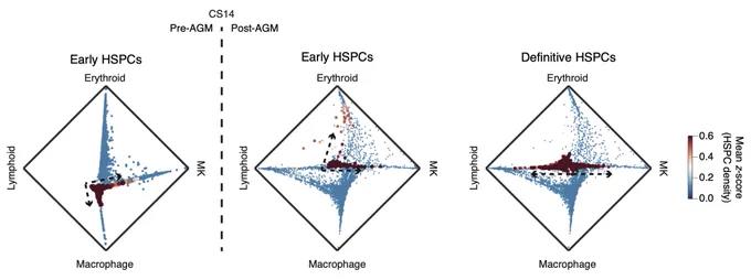 Graph showing distinct waves of stem cells in the yolk sac and the varied pools of blood and immune cells they make pre and post AGM.