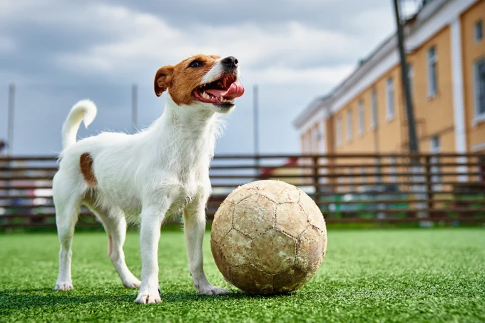 Dog playing football