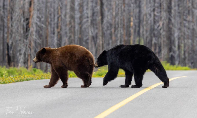 A cinnamon coloured and black-coloured Black Bear cross the road together in Waterton Lakes National Park. 