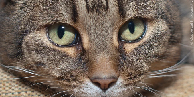 Close-up of a tabby cat’s eyes, nose and whiskers. 

Photo: © Coppercat Photography.