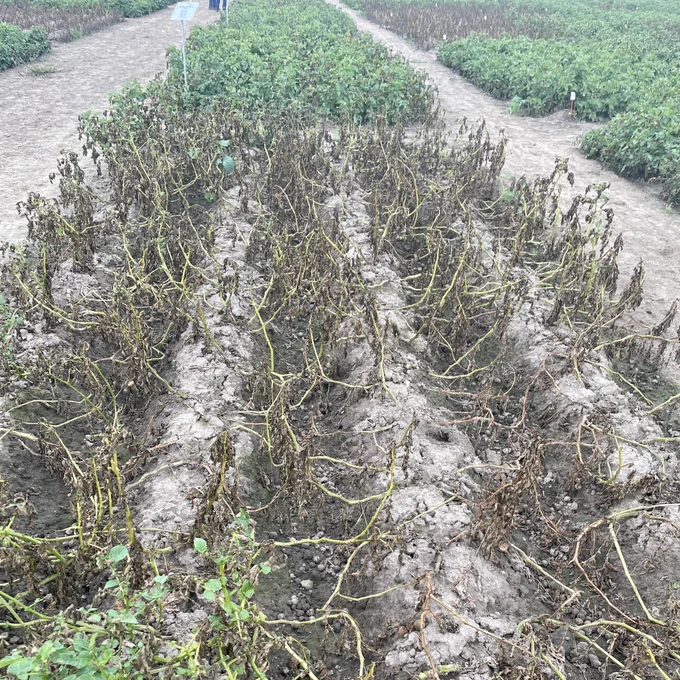 Mandipropamid Plot with significantly reduced efficacy against Phytophthora