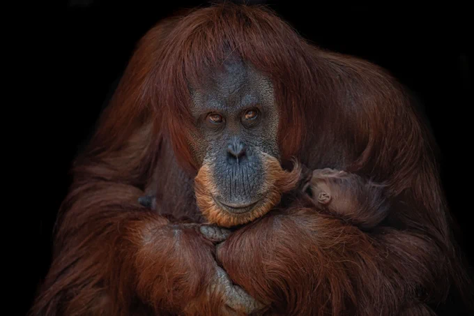 Orangutan at holding baby, professionally photographed in a dark background so the entire focus is on the animals and their fine details.