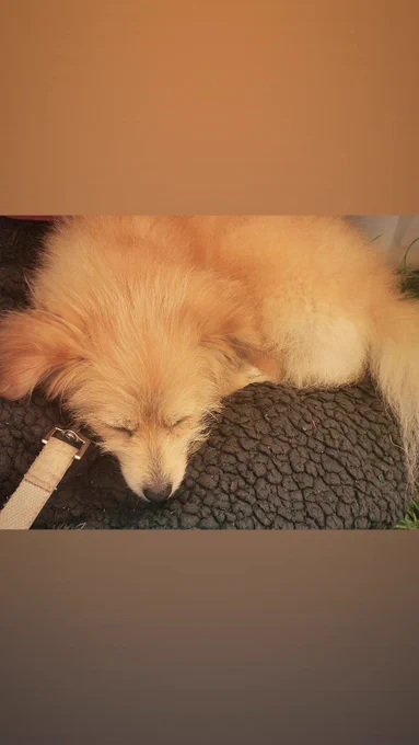 A Pomapoo is curled up asleep.