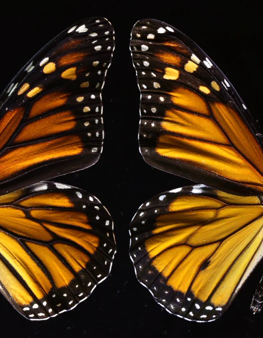 A close up of the wings of female (left) and male (right) monarch butterflies.