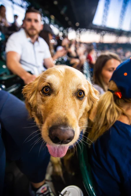 One second later, same dog in Comerica Park aisle sticks its tongue out