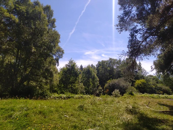Étendue d'herbe sur fond de forêt, ciel dégagé