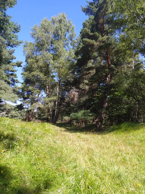 Chemin ensoleillé qui serpente entre les arbres