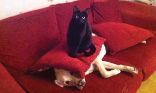 Cat sitting on a pillow. Which is on top of a dog’s head. The dog is laying on a red sofa and looks pathetic, while the cat looks like the sort the ancient Egyptians would worship