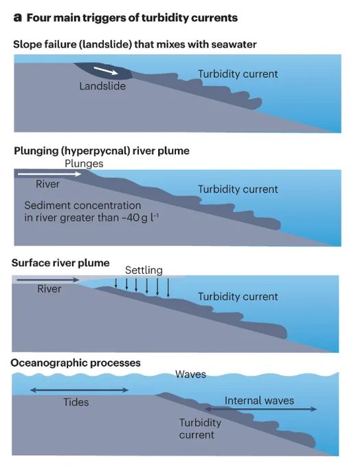 Insights into the causes of turbidity currents. Four main causes of turbidity currents  are slope failures (landslides); plunging of hyperpycnal river plumes that are denser than seawater owing to high sediment concentrations; sediment settling from surface river plumes; and oceanographic processes such as storm waves, tides and internal waves that can supply sediment to canyon heads and trigger flows (including through landslides). 