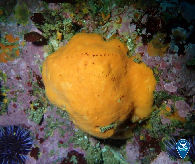 Newly discovered, bright orange sponge underwater. Known as Megaciella sanctuarium.
