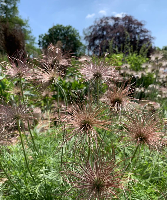 A garden backdrop with trees and a blue sky in the background.