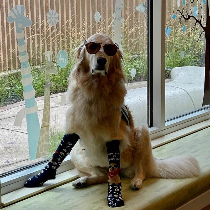 One of our facility dogs sits near a window while wearing a pair of socks. 