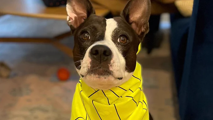 black and white boxer dog with yellow bandana